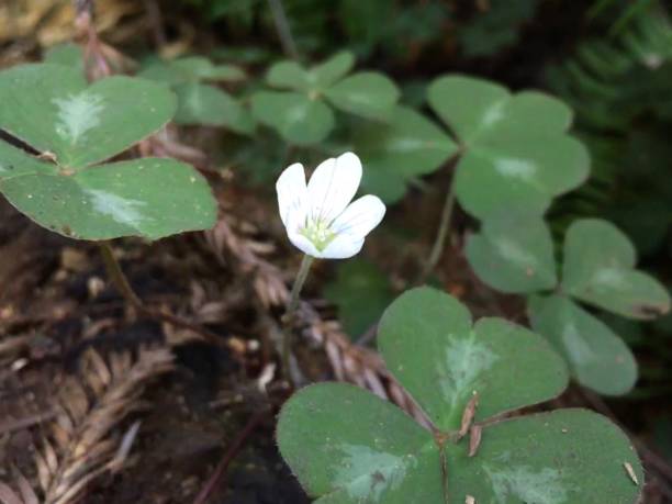 istock onee white redwood sorrel flower / oxalis oregana 1268137298