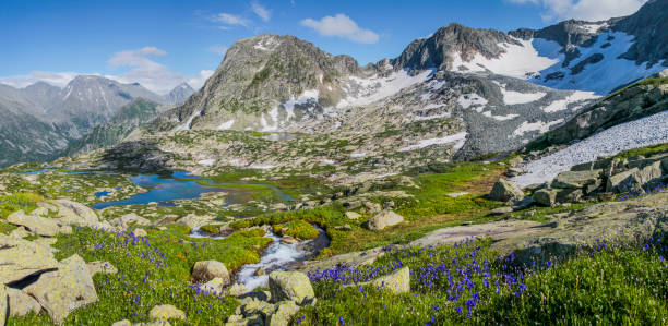 A picturesque valley in the Altai Mountains. Green alpine meadows, spring flowers, snow, lakes and creek. Panorama. A picturesque valley in the Altai Mountains. Green alpine meadows, spring flowers, snow, lakes and creek. Panorama landscape. altai mountains photos stock pictures, royalty-free photos & images