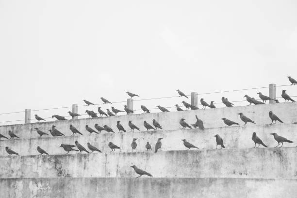 istock Crows on the beaches of Sri Lanka. 1268140049