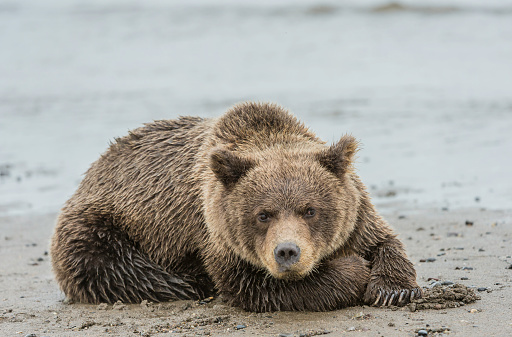 Cachorro de oso pardo, Ursus arctos, Silver Salmon Creek, Parque Nacional Lake Clark, Alaska. Dormir en la playa. photo
