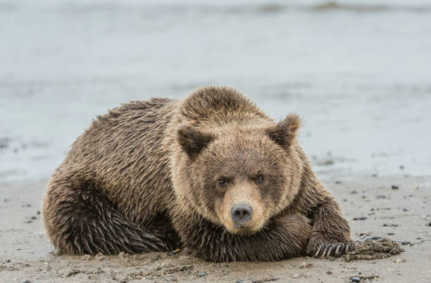 ヒグマの子、ウルサスアークトース、シルバーサーモンクリーク、レイククラーク国立公園、アラスカ州。ビーチで寝る。 - bear salmon alaska cub ストックフォトと画像