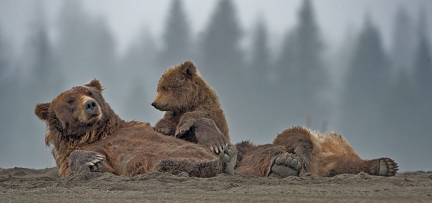 Brown bear and cub, Lake Clark National Park, Alaska, Ursus arctos,