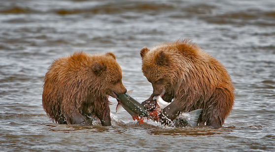 Brown bear cub, Ursus arctos, Silver Salmon Creek, Lake Clark National Park, Alaska. Two cubs fighting over a salmon their mother caught.