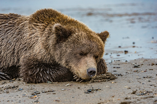 Cachorro de oso pardo, Ursus arctos, Silver Salmon Creek, Parque Nacional Lake Clark, Alaska. Dormir en la playa. photo
