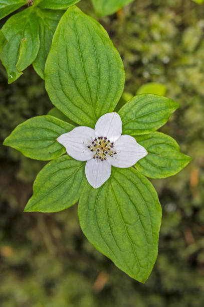 Cornus canadensis, Canadian dwarf cornel, dwarf dogwood, Canadian bunchberry, quatre-temps, crackerberry, creeping dogwood, is a species of flowering plant in the dogwood family, Tongass National Forest, Baranoff Island, Sitka Alaska. Cornaceae. cornus canadensis, cornel enano canadiense, madera de perro enano, arándano canadiense, quatre-temps, baya, madera de perro que se arrastra, es una especie de planta floreciente en la familia de la madera de perro, bosque nacional tongass, isla baranoff,