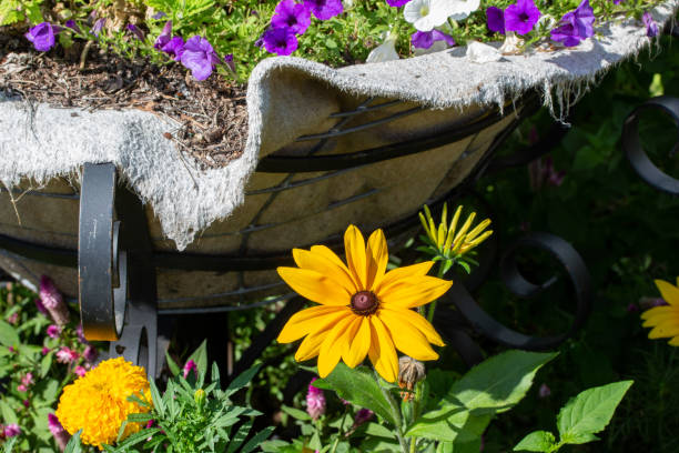 istock Beautiful single gloriosa daisy black-eyed Susan 1268140268