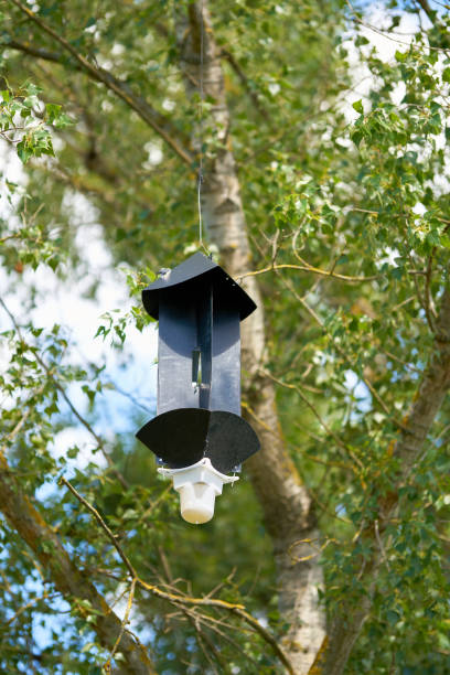 istock Pheromone trap to detect the Asian longhorn beetle (Anoplophora glabripennis) 1268140432