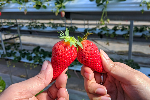 Two red strawberries holding in hands touching each other at a greenhouse of strawberry farm.