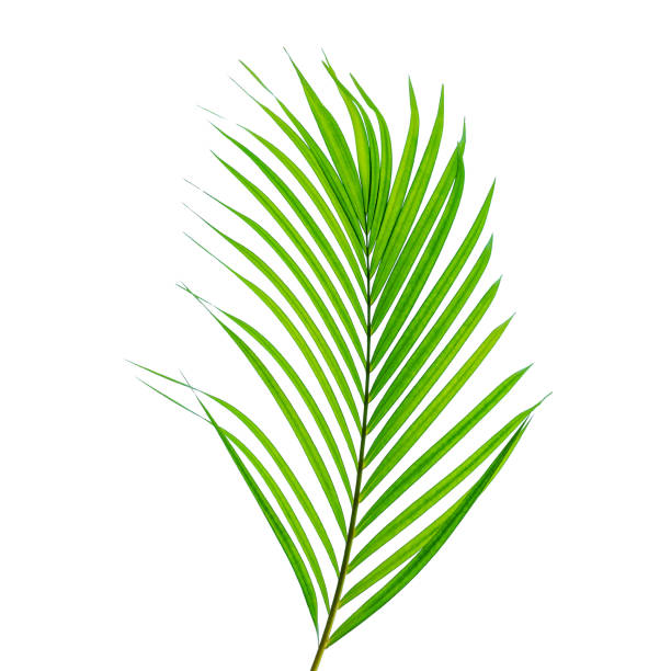 istock abstract green leaf texture, tropical leaf foliage nature dark green background 1268141888