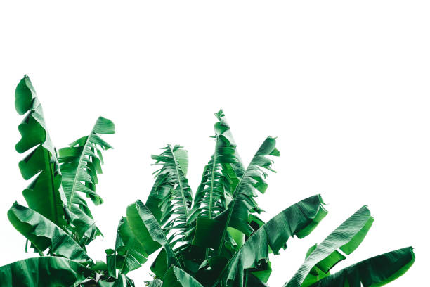 istock abstract green leaf texture, tropical leaf foliage nature dark green background 1268141893