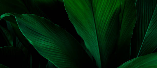 istock abstract green leaf texture, tropical leaf foliage nature dark green background 1268141901
