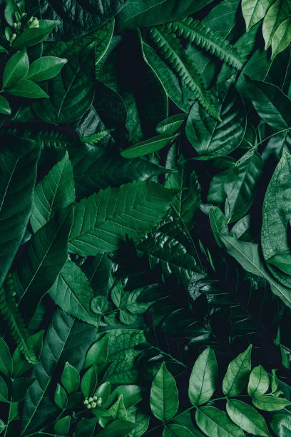 istock abstract green leaf texture, tropical leaf foliage nature dark green background 1268141907