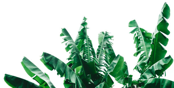 istock abstract green leaf texture, tropical leaf foliage nature dark green background 1268141910