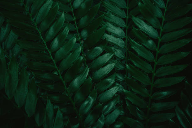 istock abstract green leaf texture, tropical leaf foliage nature dark green background 1268141915