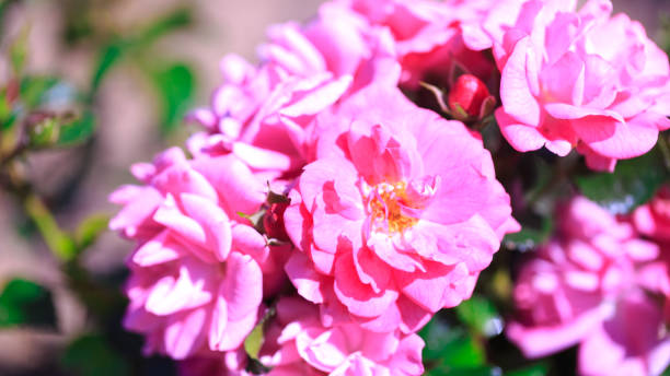 istock Roses. Delicate background with blooming rose flowers. 1268146616