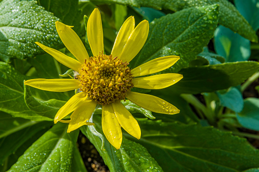 Seaside Ragwort, Senecio pseudo-arnica, Lake Clark National Park, beach.