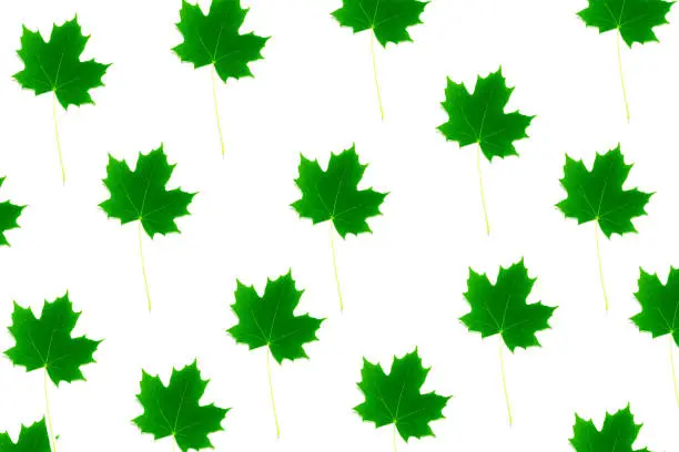 Green maple leaf  on white background