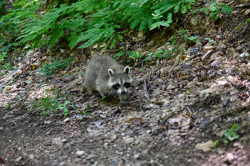 Raccoon in Gatineau park, Quebec