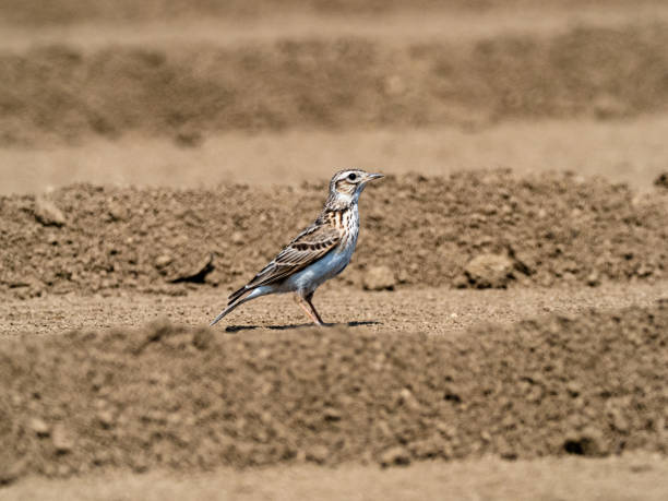 istock Japanese skylark in a plowed farm field 11 1268151180