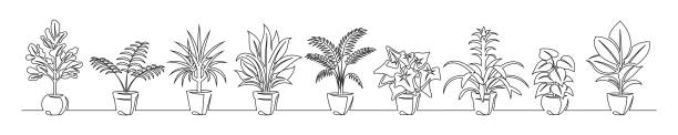 鉢の中の花の連続した線画のセット - 竜血樹点のイラスト素材／クリップアート素材／マンガ素材／アイコン素材