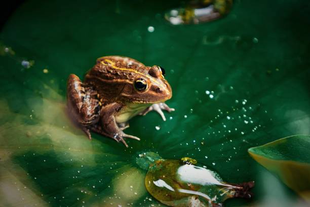 rana verde seduta su una foglia di loto - lily pond foto e immagini stock