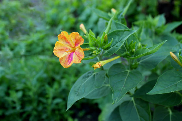 Flower Marvel of Peru, False Jalap, Mirabilis jalapa, don Diego de noche. Flower Marvel of Peru, False Jalap, Mirabilis jalapa, don Diego de noche. Yellow and red flower with green leaves perfumed at sunset. mirabilis jalapa stock pictures, royalty-free photos & images