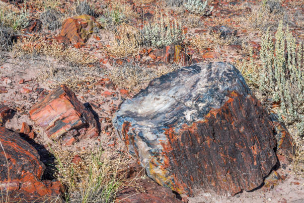 istock Petrified log in Petrified Forest National Park, Arizona 1268153631