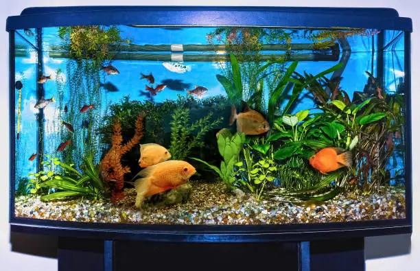 Photo of close up of aquarium tank full of fish