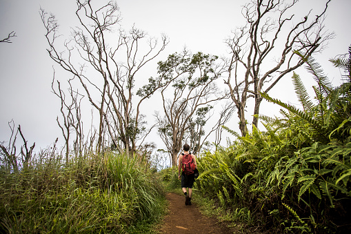 Hiker with backpack walking on Waihee Ridge Trail, through big trees.