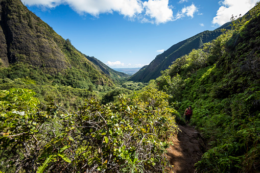 Hiking through lush foliage. Hawaii.