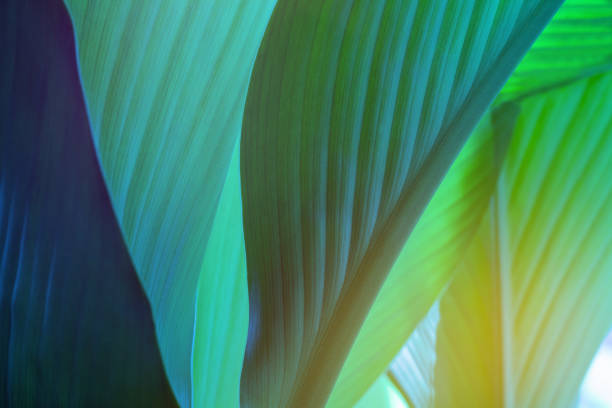 istock closeup nature view of green leaf on background and sunlight 1268157180