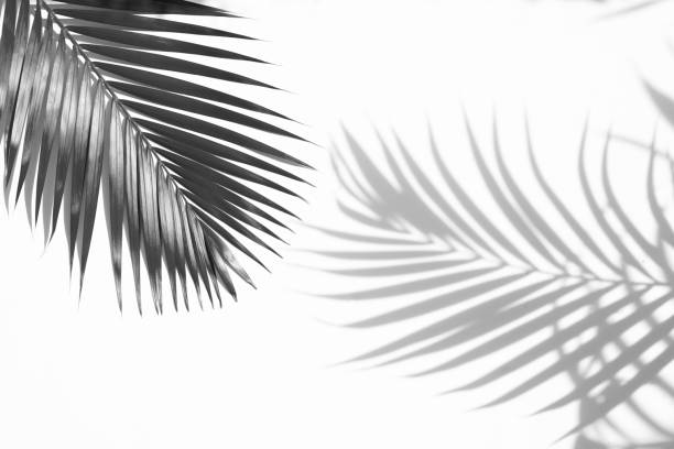 istock leaves of coconut palm tree and shadow isolated on white 1268157345
