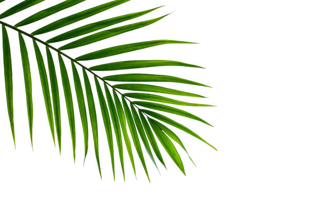 istock leaves of coconut isolated on white background for design elements 1268157348