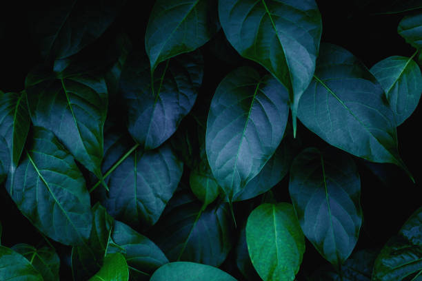 istock closeup nature view of green leaf background 1268157434