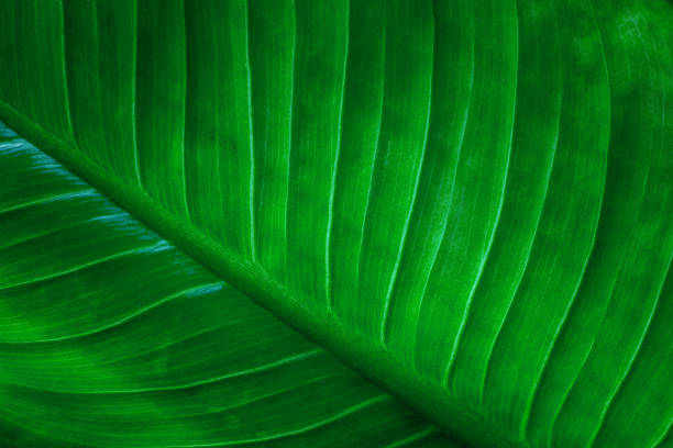 istock closeup nature view of green leaf background 1268157485