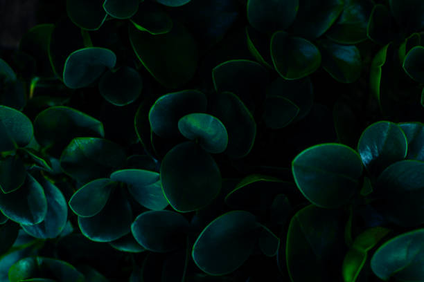 istock closeup nature view of green leaf background 1268157487