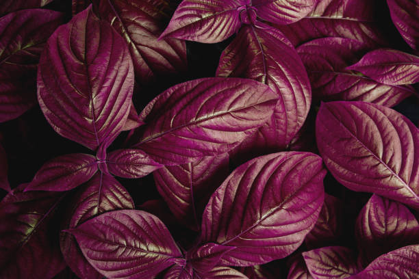 istock closeup nature view of purple leaf background 1268159131