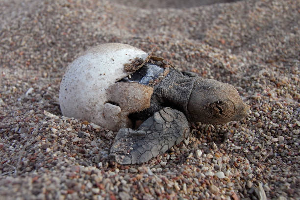 Loggerhead Turtle Loggerhead Turtle with egg sea turtle egg stock pictures, royalty-free photos & images