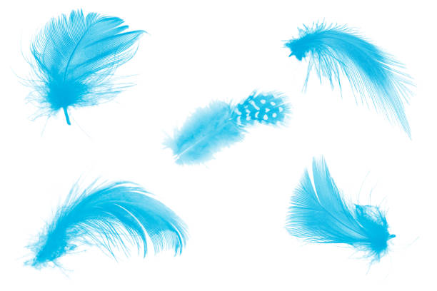 istock Beautiful collection blue feather isolated on white background 1268160836