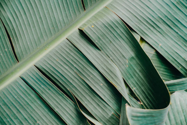 istock Abstract, nature Green leaf background and beautiful wallpaper. 1268162494
