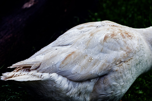 Drops of water on feathers of white goose on dark background