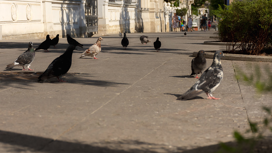 Pigeons on the city sidewalk. Panoramic low angle shooting of pigeons. City life. A flock of pigeons walk on the sidewalk. Selective focus on the main red pigeon.