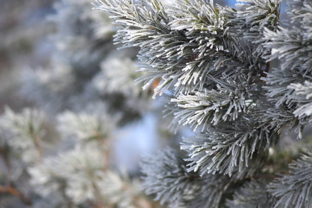 istock Abstract winter background. A pine branch covered with frost. Close-up. 1268172186