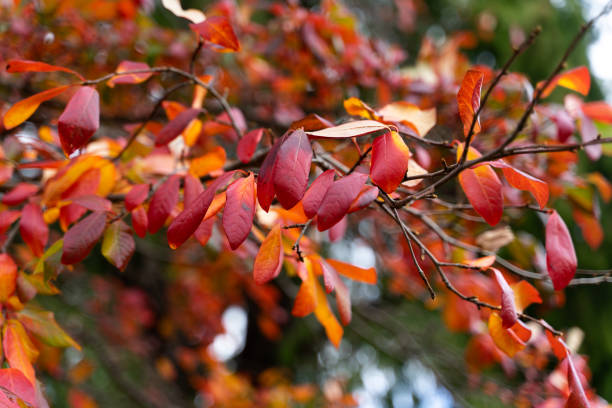 istock Autumn Red Leaves Blue Sky 1268172274