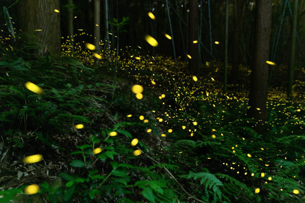 istock Fireflies glowing in the forest at night 1268174166