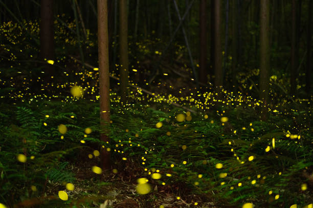 istock Fireflies glowing in the forest at night 1268174174