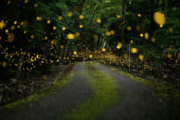 istock Fireflies glowing in the forest at night 1268174189