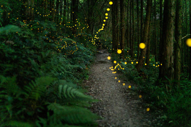 밤에 숲에서 빛나는 반딧불이 - forest footpath nature tree 뉴스 사진 이미지