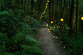 Fireflies glowing in the forest at night