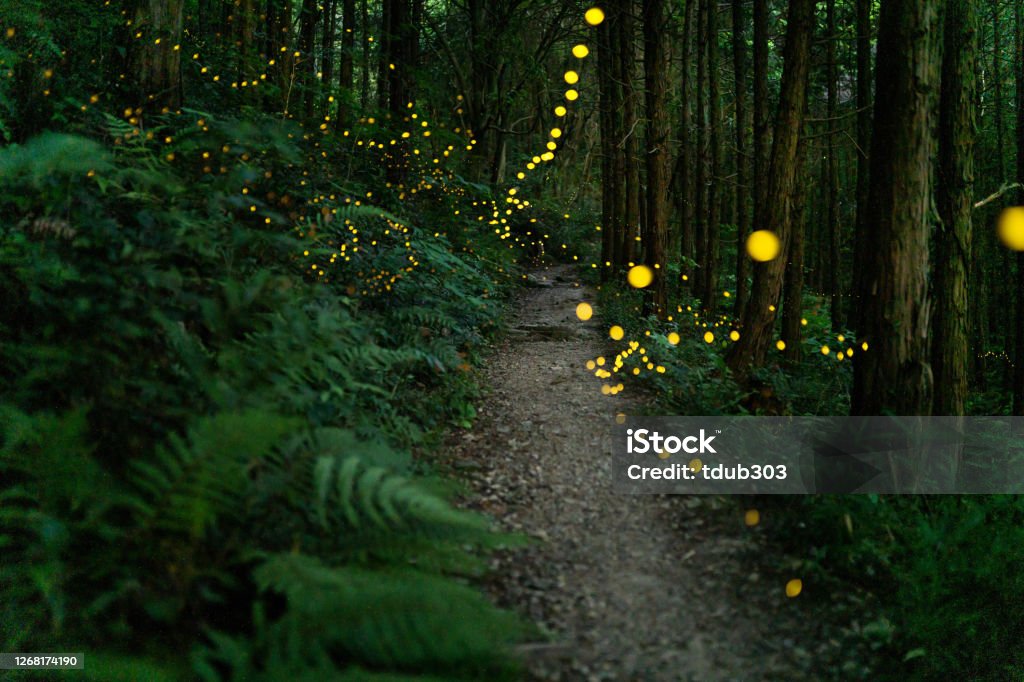 Fireflies glowing in the forest at night Fireflies glowing in the forest at night in rural Japan Footpath Stock Photo